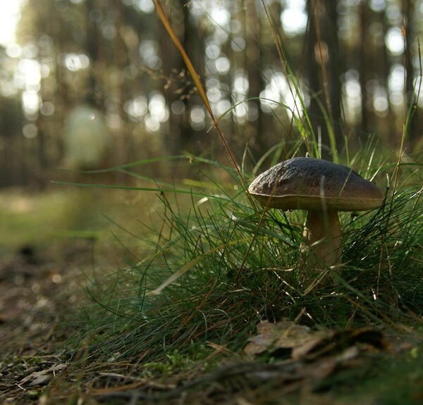 organic seo ranking boost