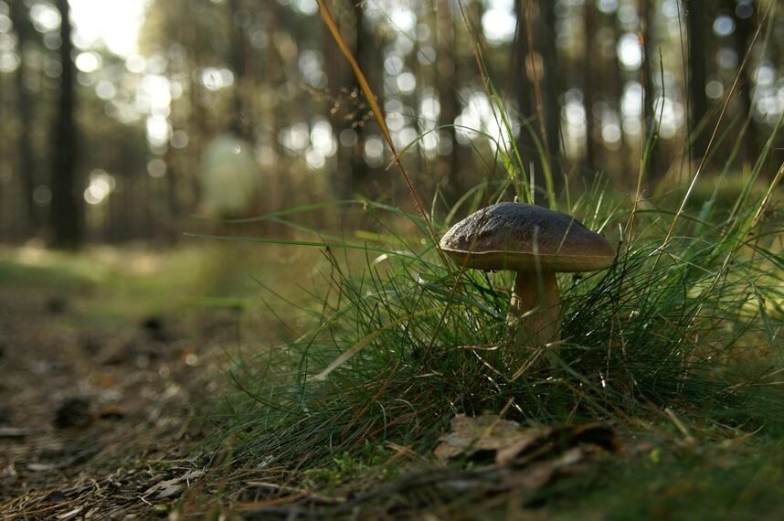 organic seo ranking boost